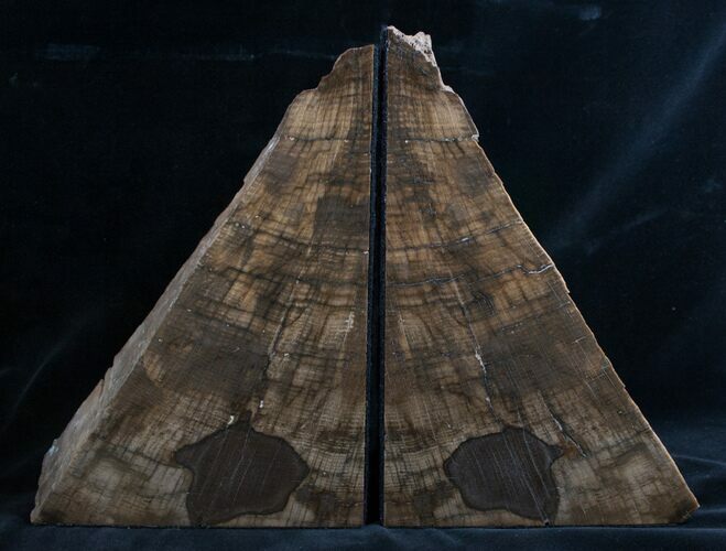 Oregon Petrified Oak Wood Bookends - Tall, Wide #7614